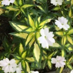 Бальзамин НГ Sunpatiens Spreading White-вариегатный от Завода ФЛОРА