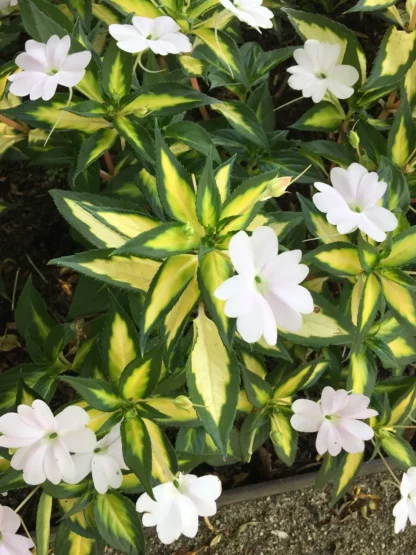 Бальзамин НГ Sunpatiens Spreading White-вариегатный (0,1л)
