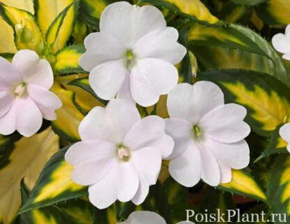 Бальзамин НГ Sunpatiens Spreading White-вариегатный (0,1л) — изображение 3