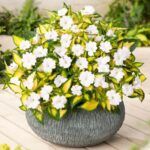 Бальзамин НГ Sunpatiens Spreading White-вариегатный - фото 1 от Завода ФЛОРА