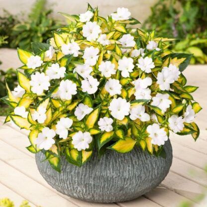 Бальзамин НГ Sunpatiens Spreading White-вариегатный (0,1л)