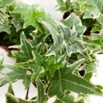 Плющ  Мона Лиза от Завода ФЛОРА