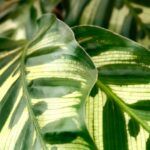 Калатея Макояна - фото 1 от Завода ФЛОРА