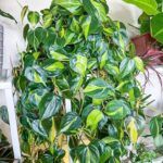 Филодендрон Сканденс Бразил от Завода ФЛОРА