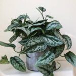 Сциндапсус Пиктус от Завода ФЛОРА