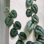 Сциндапсус Пиктус - фото 1 от Завода ФЛОРА