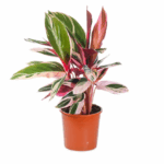 Строманта Триостар от Завода ФЛОРА