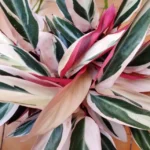 Строманта Триостар - фото 1 от Завода ФЛОРА