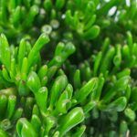 Крассула Овата Хорн Три - фото 1 от Завода ФЛОРА