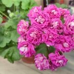 Пеларгония Ю Мерлезон 1 от Завода ФЛОРА