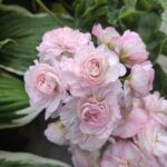 Пеларгония ТА Эммануэль - фото 1 от Завода ФЛОРА