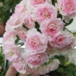 Пеларгония ТА Эммануэль от Завода ФЛОРА