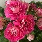 Пеларгония ИРИОЛ Сударыня Зоя - фото 1 от Завода ФЛОРА