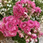 Пеларгония ИРИОЛ Сударыня Зоя от Завода ФЛОРА