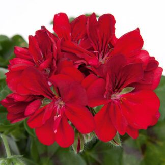Пеларгония плющелистная Royal Purple Red (срез/1шт.)