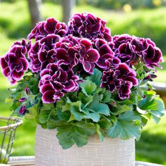 Пеларгония Королевская Elegance Imperial (0,1л.)