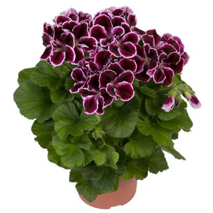 Пеларгония Королевская Elegance Imperial (0,1л.) — изображение 2