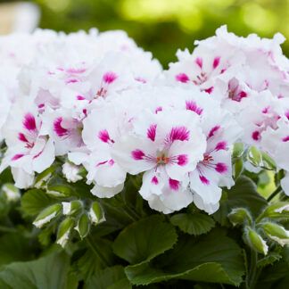 Пеларгония Королевская Elegance Royalty White (0,1л.)