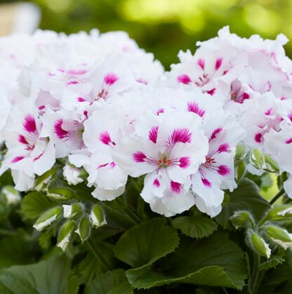 Пеларгония Королевская Elegance Royalty White (0,1л.)