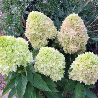 Гортензия метельчатая Bee Green (0,1л.)