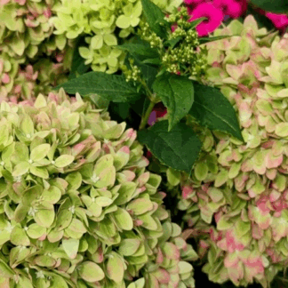 Гортензия метельчатая Bee Green (0,1л.)