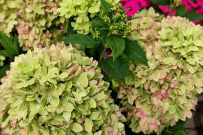 Гортензия метельчатая Bee Green (0,1л.)