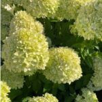 Гортензия метельчатая Bee Green - фото 1 от Завода ФЛОРА