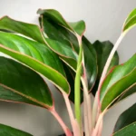 Аглаонема Мистерио от Завода ФЛОРА