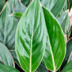 Аглаонема Мистерио - фото 2 от Завода ФЛОРА