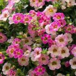 Калибрахоа Ombre Blush - фото 2 от Завода ФЛОРА