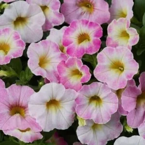 Калибрахоа Ombre Blush (срез/5шт)