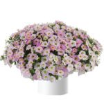 Калибрахоа Ombre Blush - фото 1 от Завода ФЛОРА