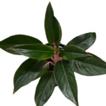 Аглаонема Мистерио - фото 1 от Завода ФЛОРА