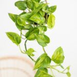 Эпипремнум Глобал Грин - Global Green - фото 2 от Завода ФЛОРА