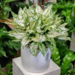 Аглаонема Ферст Даймонд от Завода ФЛОРА