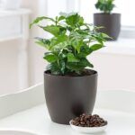 Кофе Арабика от Завода ФЛОРА