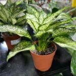 Аглаонема Ферст Даймонд - фото 1 от Завода ФЛОРА