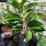 Аглаонема Мистерио - фото 3 от Завода ФЛОРА