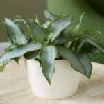 Мурданния Лориформис Брайт Стар - фото 1 от Завода ФЛОРА