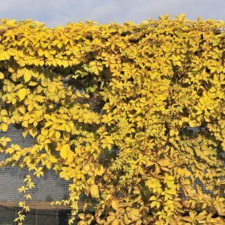 Виноград Йеллоу Волл девичий (Yellow Wall) 2л