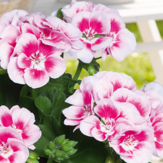 Пеларгония PAC Flower Fairy White Splash от Завода ФЛОРА