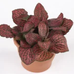 Фиттония Mosaic Pink Diamond от Завода ФЛОРА