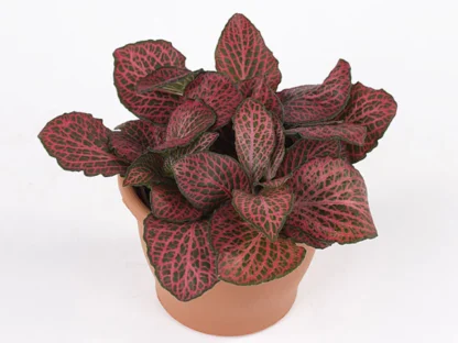 Фиттония Mosaic Pink Diamond (0,1л)