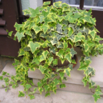 Плющ  Вайт Вандер от Завода ФЛОРА