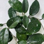 Хойя Карноза от Завода ФЛОРА