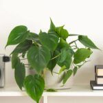 Филодендрон Сканденс от Завода ФЛОРА