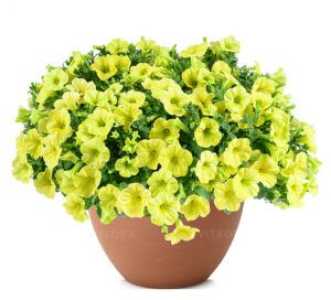 Петуния Сapella Hello Sunshine (0,1л)