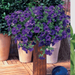 Петуния Surfinia Classic Blue - фото 1 от Завода ФЛОРА