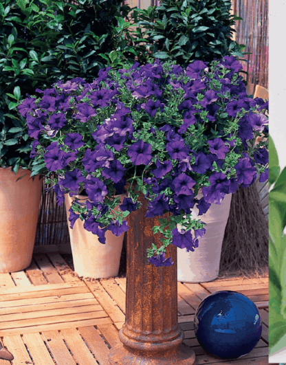 Петуния Surfinia Classic Blue (срезы/5шт) — изображение 2