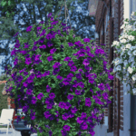 Петуния Surfinia Classic Blue от Завода ФЛОРА